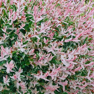 May include: Close-up of a shrub with pink and white leaves. The leaves are long and slender, with a mix of green, white, and pink hues. The plant has a dense, full appearance, with many leaves overlapping each other.