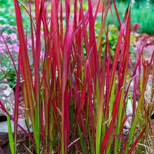 May include: A clump of red ornamental grass with green and red blades. The grass is growing in a garden setting.