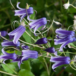 Blue Bell Clematis Vine - Etsy