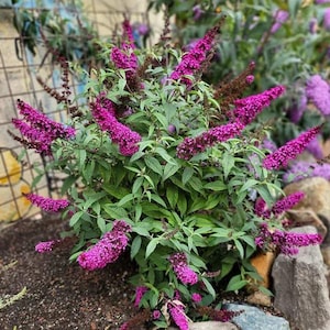 May include: A vibrant bush with multiple long, cone-shaped clusters of bright purple flowers. The plant has green leaves and is surrounded by rocks and soil. The flowers are in full bloom, creating a visually appealing display.