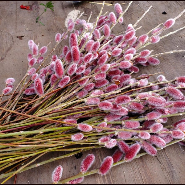 Pink Pussy Willow Salix gracilistyla ‘Mt Aso' Japanese Pink Pussy Willow, Red Bud Pussy Willow