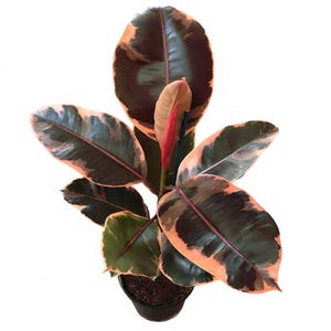 May include: A close-up of a Rubber Plant, also known as Ficus elastica. The plant has large, oval-shaped leaves with a mix of dark green, burgundy, and pinkish-orange hues. The plant is potted in a black plastic pot, and the background is white.