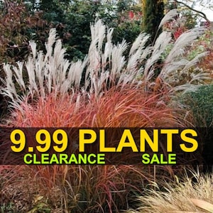May include: A close-up of a group of ornamental grasses with long, feathery plumes. The grasses are a mix of red, brown, and white. The text "9.99 PLANTS CLEARANCE SALE" is displayed across the bottom of the image.