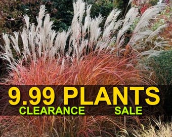 END OF SEASON Clearance Sale - Fire Dragon Grass Live Potted Perennial Plants