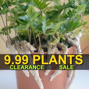 May include: A close-up of a potted fern plant with long, thin roots. The plant is in a brown pot and the text "9.99 PLANTS CLEARANCE SALE" is displayed in yellow letters.