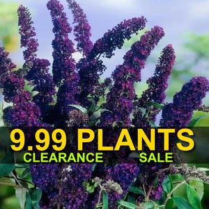 May include: Purple flowering bush with the text "9.99 PLANTS CLEARANCE SALE" on a yellow banner.