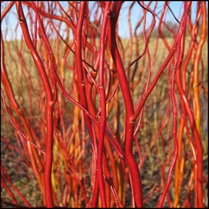 May include: A close-up of a cluster of red and orange branches. The branches are thin and flexible, and they are arranged in a random pattern. The branches are all different lengths, and they are all pointing in different directions.