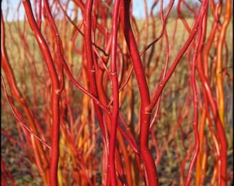 Scarlet Curls Corkscrew Willow Tree salix plant Cuttings