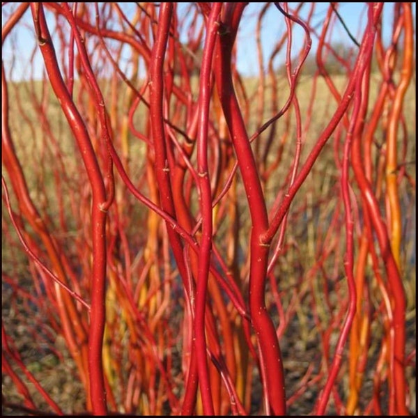 Scarlet Curls Corkscrew Willow Tree salix plant Cuttings