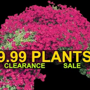 May include: A vibrant image of a cluster of pink flowering plants against a black background. The text "9.99 PLANTS CLEARANCE SALE" is displayed in yellow and green across the bottom of the image.
