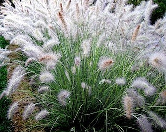 END OF SEASON Clearance Sale - Big White Fountain Grass Live Potted Perennial Plants