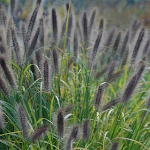 May include: A cluster of ornamental fountain grass featuring numerous upright, cylindrical, dark purple-brown flower spikes with a soft, feathery texture, rising above a dense base of long, slender, vibrant green and yellow-tipped foliage blades.