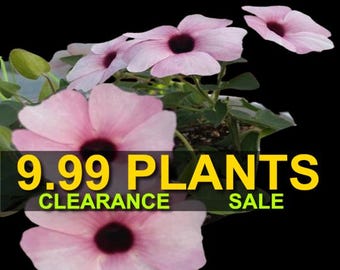 Pink Beauty Black Eyed Susan Vine