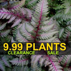May include: A close-up of a fern plant with green and silver leaves and red stems. The text "9.99 PLANTS CLEARANCE SALE" is displayed on a yellow banner.