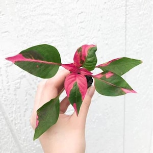 pothos white ghost 5" PHILODENDRON FLORIDA GHOST  Pandy's Garden Center