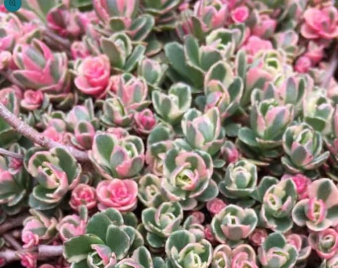 Tricolor Raspberry Ground Cover Tricolor Sedum Variegated Ground Cover Plants - Etsy