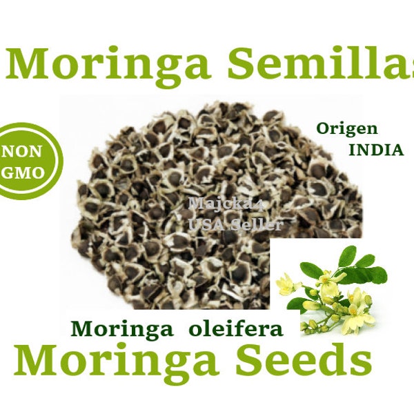 moringa semillas NON GMO origen India Moringa Seeds