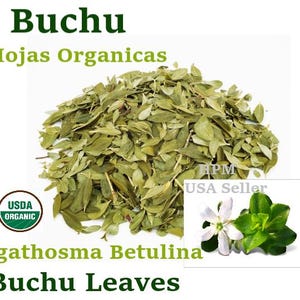 Buchu Plant - Etsy