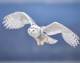 Snowy Owl in Flight Photography by Rob Vaughn