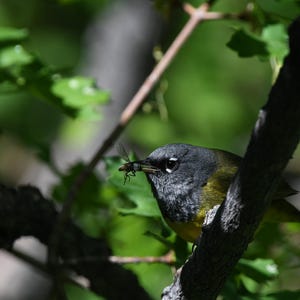 Puede incluir: Un pájaro pequeño con la cabeza gris y el cuerpo amarillo se posa en una rama, sosteniendo un insecto en su pico. El pájaro está rodeado de hojas y ramas verdes, con la luz del sol filtrándose.