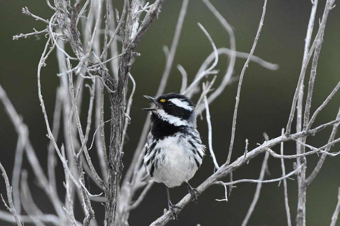 Black-throated Warber Ver 2 Photo - Etsy
