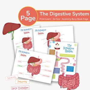 Human Digestive System Anatomy Bundle, About Me Homeschool Curriculum,Preschool Printable Toddler Activities Homeschool Montessori Materials