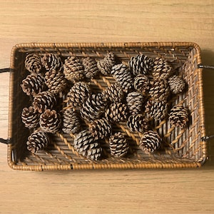 Bundle of 30 assorted small pine cones