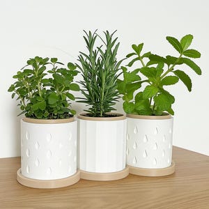 May include: Three potted herbs: oregano, rosemary, and mint. White cylindrical pots with decorative patterns sit on matching saucers. The plants are on a wooden surface against a white background.
