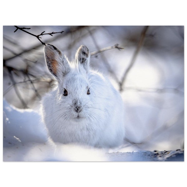 Sonny the Snowshoe Hare