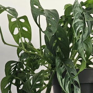 Monstera adansonii Monkey leaf - Cuttings
