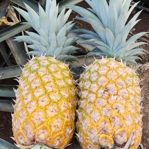 Könnte beinhalten: Zwei reife gelbe Ananas mit grünen Blättern, die auf einer Holzoberfläche liegen. Die Ananas sind von grünen Blättern umgeben.