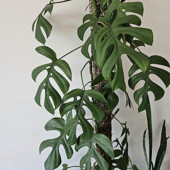 Rhaphidophora Tetrasperma "monstera Minima" Cuttings - Etsy Israel