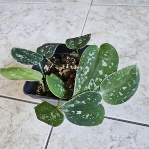 Scindapsus pictus