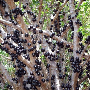 Puede incluir: Un árbol de jabuticaba con corteza clara, lisa y moteada, cubierto de numerosos frutos redondos de color púrpura oscuro a negro que crecen directamente del tronco y las ramas, entremezclados con pequeñas hojas verdes.