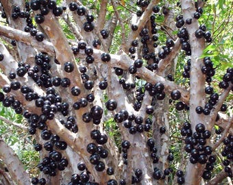 Árbol de Jabuticaba: Variedad Sabara