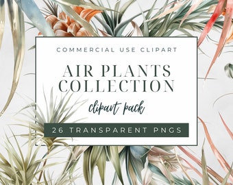 Tillandsia Air Plant Clipart Collection, Commercial Use Clipart, Transparent PNGs, Air Plant Wreaths, Frames, Individual Plants, Watercolor