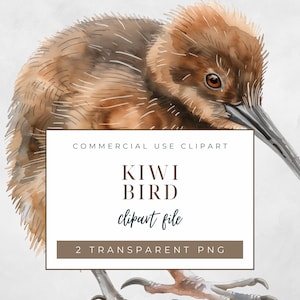 Clipart di uccelli Kiwi della Nuova Zelanda, clipart per uso commerciale, PNG trasparenti, piccolo e carino uccellino incapace di volare, stile acquerello, grafica per carte
