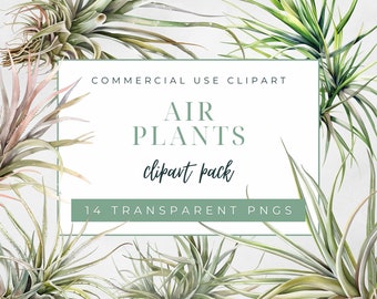 Tillandsia Air Plants Clipart Pack, Commercial Use Clipart, Transparent PNG, Tropical Plant Graphic, Indoor House Plants Clipart, Watercolor