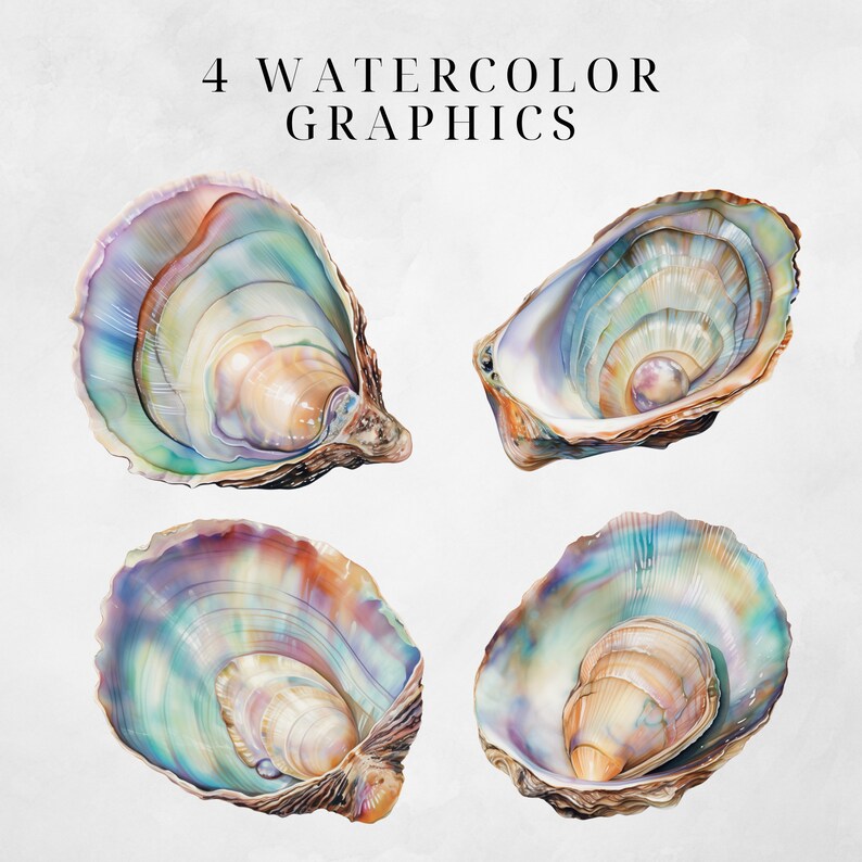 Shell String Graphic Oyster Shells Clipart Pack, Commercial Use Clipart, Transparent Pngs ...