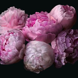 May include: A bouquet of pink and purple peonies with soft, ruffled petals. The flowers are arranged in a cluster, with some petals overlapping. The background is black.