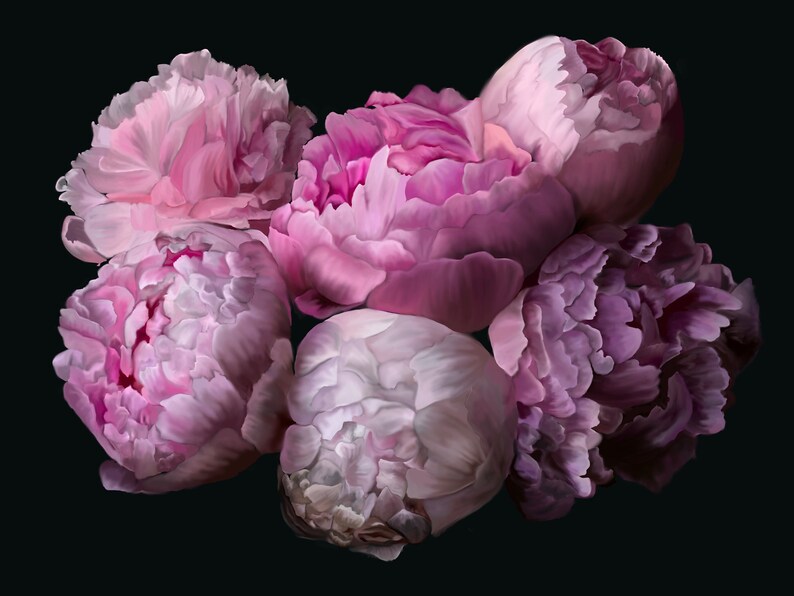 May include: A bouquet of pink and purple peonies with soft, ruffled petals. The flowers are arranged in a cluster, with some petals overlapping. The background is black.