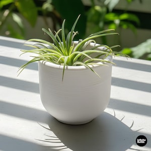 May include: A small, white ceramic pot with a textured surface, holding a vibrant green air plant. The plant has long, slender leaves. The pot sits on a white surface, with sunlight casting shadows.