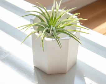 Polygonal 3D Printed Plant Pot | Minimalist Geometric Planter 2.4–3 Inches | Modern Desk Decor | Air Plant Pot