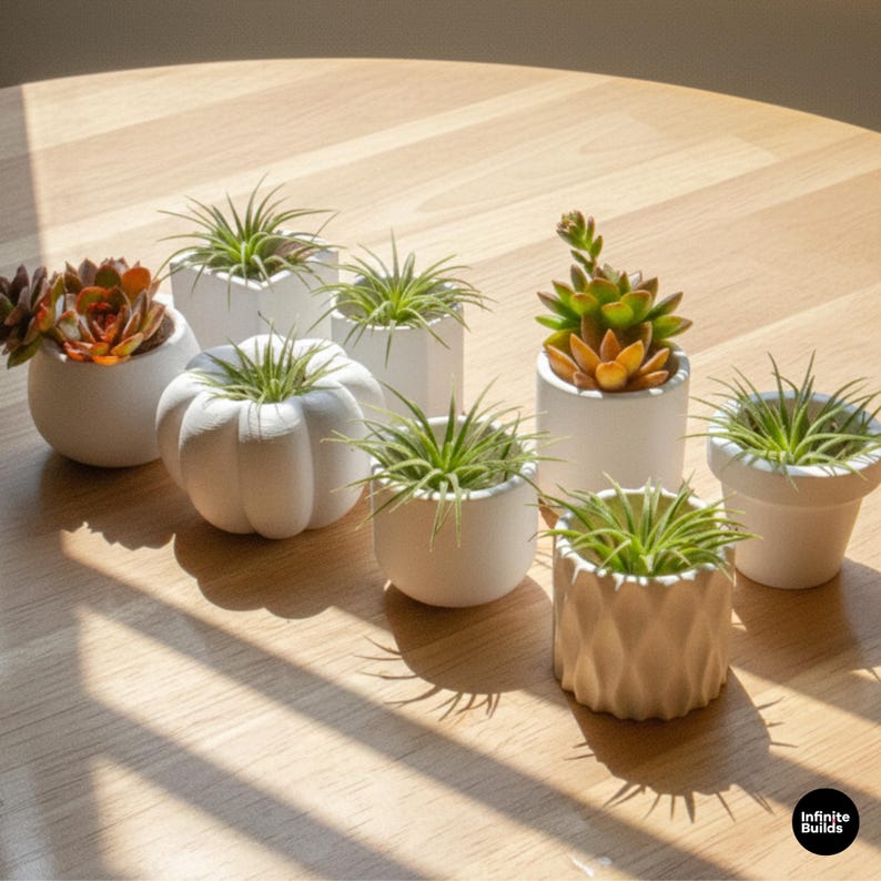 May include: A collection of small, white ceramic planters in various shapes, each holding a different succulent or air plant. The planters are arranged on a light-colored wooden surface, with sunlight casting shadows.