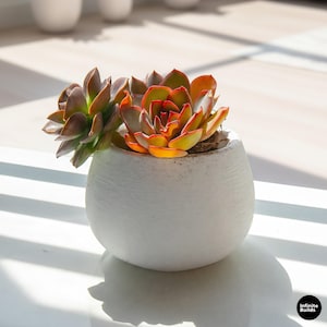 Può includere: Un vaso di ceramica bianco, rotondo e strutturato che contiene due piante grasse. Le piante grasse hanno foglie verdi, arancioni e rosse. Il vaso è appoggiato su una superficie bianca, con luce solare e ombre sullo sfondo. Il logo "Infinite Builds" è in basso a destra.