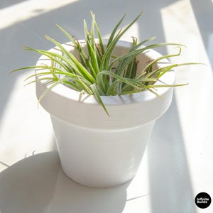 May include: A small, white ceramic pot with a textured surface, containing a vibrant green air plant. The plant has long, slender leaves. The pot is sitting on a white surface, with shadows cast across it.