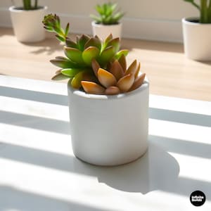 May include: A small, white cylindrical planter with a succulent plant. The succulent has green and orange-toned leaves. Other small white planters are in the background. The image is well-lit, with shadows cast on the white surface.