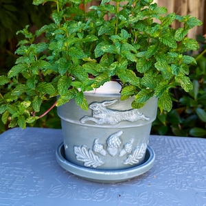 May include: A green potted plant with lush foliage in a gray ceramic pot with a rabbit and acorn design. The pot has a matching saucer.