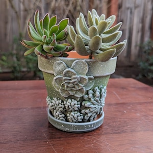 Op de afbeelding: Een kleine, groene keramische pot met een decoratief vetplantontwerp, met twee levende vetplanten. De pot heeft een bijpassende schotel en is beschilderd met witte spikkels. De vetplanten hebben groene bladeren en een harige textuur.