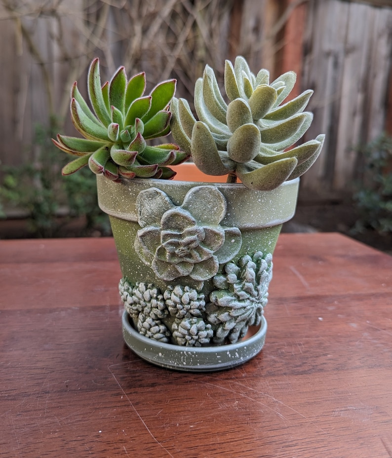 Op de afbeelding: Een kleine, groene keramische pot met een decoratief vetplantontwerp, met twee levende vetplanten. De pot heeft een bijpassende schotel en is beschilderd met witte spikkels. De vetplanten hebben groene bladeren en een harige textuur.